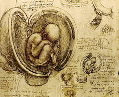 Artist: Leonardo da Vinci
Title: Early in the Womb
Time: 1510