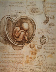 Leonardo da Vinci, Fetus and Lining in the Uterus