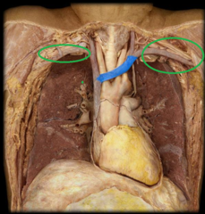 l. and r. subclavian veins