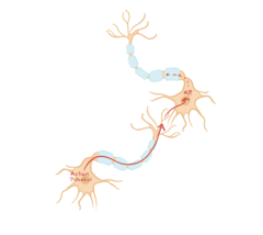 Action potential travels down an axon