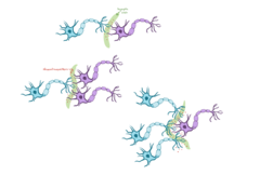 The space between the pre- and post synaptic cleft are called 